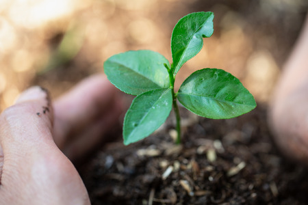 Environment Earth Day In the hands of trees growing seedlings. Bokeh green Background Female hand...