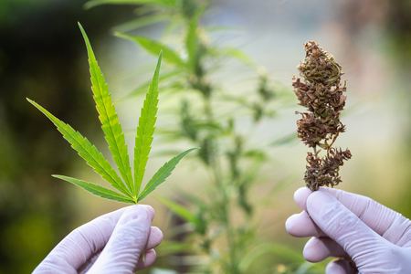 Marijuana Researcher, Female scientist in a hemp field checking plants and flowers, alternative herbal medicine concept.の写真素材