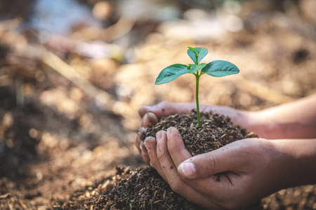 Small seedlings that grow in human hands, plant trees to reduce global warming, Forest conservation, World Environment Day.の写真素材