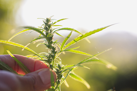 Cannabis plant bud in hand close up. Farmer examination marijuana (Cannabis sativa) flowering cannabis plant and bud, alternative herbal medicine conceptの写真素材