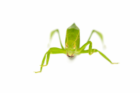 Green locust isolated on white background, Grasshopper, insectの写真素材