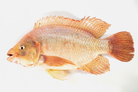 Ruby fish. Nile tilapia fish isolated on white background, fish meat.の写真素材