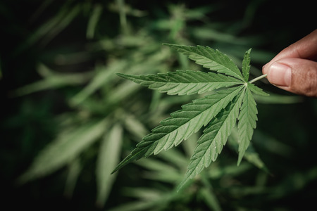 Hand Holding Small Marijuana Leaf with Indoor Cannabis Plants in Background,  alternative herbal medicine concept.の写真素材