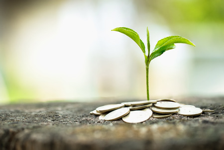 Green tree growing on money coins, ,saving, growth, sustainable development, economic concept