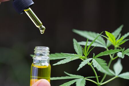 CBD hemp oil, droplet dosing a biological and ecological hemp plant herbal pharmaceutical cbd oil...