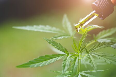CBD hemp oil, Hand holding bottle of Cannabis oil in pipetteの写真素材