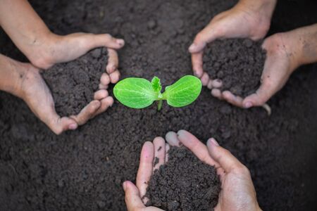 The hands of the young people planting The Seedlings on the soil. World Environment Day Concept.の写真素材