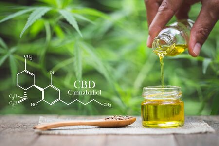 cannabinoids in marijuana CBD elements, Pouring hemp oil into glass Jar and hemp seeds in a wooden spoon on a green hemp leaf background, CBD Hemp oil.の写真素材