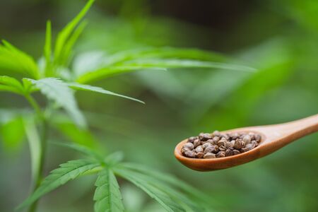 Hemp seeds in a wooden spoon Natural Green Cannabis Tree Background. medical marijuana concept