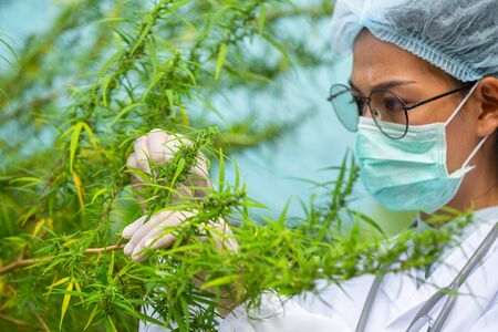 Cannabis research, Cultivation of marijuana (Cannabis sativa), flowering cannabis plant as a legal...