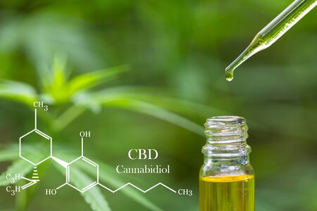 CBD elements in Cannabis,  hemp oil in a glass jar,  Concept of herbal alternative medicine.の写真素材
