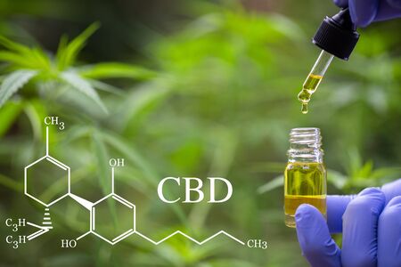 CBD elements in Cannabis,  droplet dosing a biological and ecological hemp plant herbal pharmaceutical cbd oil from a jar. Concept of herbal alternative medicine.の写真素材