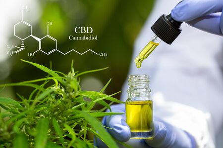 Hand holding bottle of Cannabis oil in pipette.  CBD oil cannabis extract, Medical cannabis concept,の写真素材