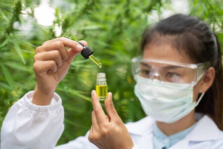 Researchers are studying the extraction of hemp oil. CBD cannabis oil. medical marijuana concept.  