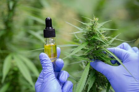 Hand holding bottle of Cannabis oil in pipette.  CBD oil cannabis extract, Medical cannabis concept,の写真素材