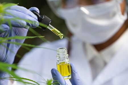 Doctor hand hold cannabis oil, Research of hemp oil extracts for medical purposesの写真素材