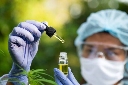 Scientist Analyzing and researching hemp oil extracts,  Concept of herbal alternative medicine, cbd hemp oil, pharmaceptical industry.の写真素材