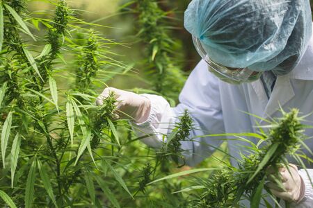 Marijuana Researcher, Female scientist in a hemp field checking plants and flowers, alternative herbal medicine concept.の写真素材