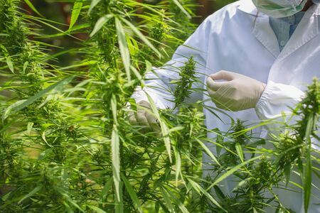 Portrait of scientist  checking hemp plants and cannabis flowers in a greenhouse. Concept of herbal alternative medicine, cbd oil, pharmaceutical industry.の写真素材