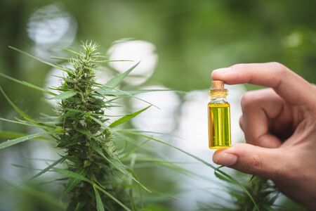 CBD Hemp oil,  Hand holding  Cannabis oil against Marijuana plant,     alternative remedy or...