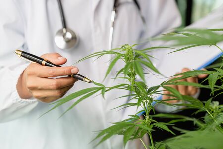 Scientist in a hemp field checking plants and flowers, alternative herbal medicine, Cannabis research concepts.の写真素材