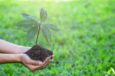 Environment Earth Day, Hands of  young women holding tree on nature field grass, Forest conservation, Ecological conceptの写真素材