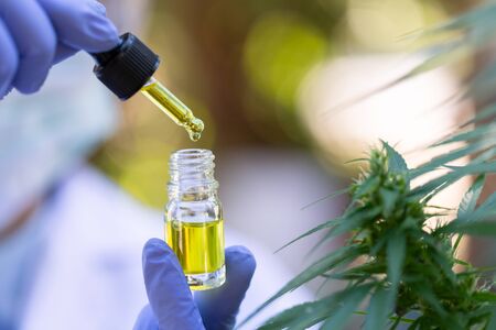 Doctor hands holding a dropper with an oil product on the background of the leaves and marijuana flowers, CBD Hemp oil.の写真素材