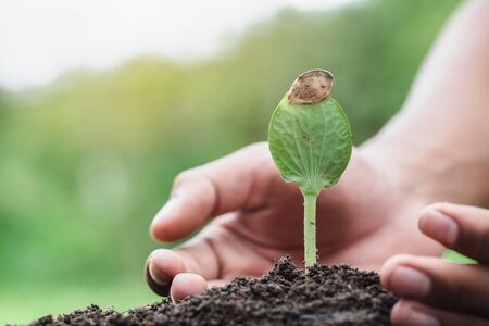 Hands of farmer growing and nurturing tree growing on fertile soil,  environment Earth Day In the hands of trees growing seedlings,  protect nature の写真素材
