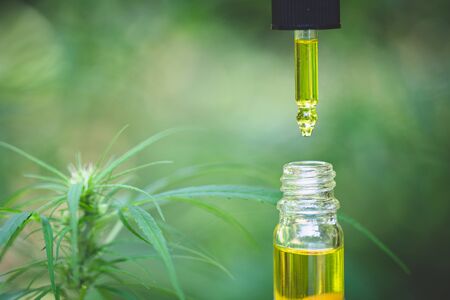 CBD hemp oil, Hand holding bottle of Cannabis oil in pipette.   medical marijuana oil concept
の写真素材
