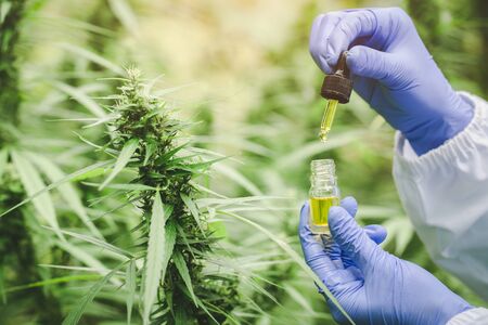 Doctor hands holding a dropper with an oil product on the background of the leaves and marijuana...
