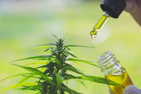 Hand holding Pipette with cannabis oil against Cannabis plant, CBD Hemp oil, medical marijuana oil...