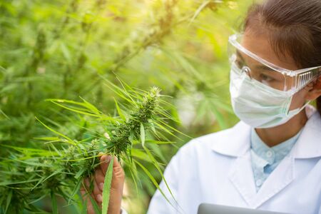Female scientist in a hemp field checking plants and flowers, alternative herbal medicine concept,...