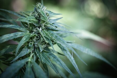 Marijuana flowering buds ( cannabis), hemp plant. Medical cannabis flowering plant. 