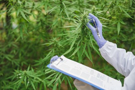 Marijuana Researcher, Female scientist in a hemp field checking plants and flowers, alternative herbal medicine concept.の写真素材