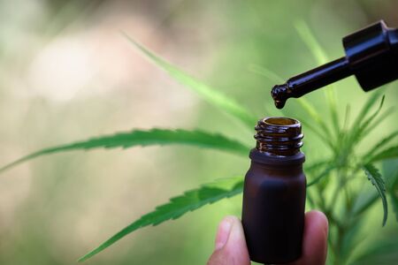 Hand holding Pipette with cannabis oil against Cannabis plant, CBD Hemp oil, medical marijuana oil concept
の写真素材