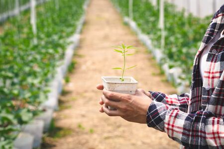 Farmers holding hemp seedlings in greenhouses, Medical marijuana cultivation concept.の写真素材