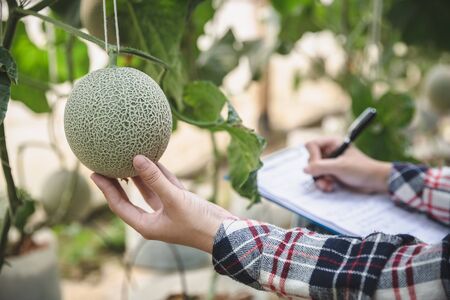 Female farmers monitor the growth of melon or cantaloupe In organic farms.の写真素材