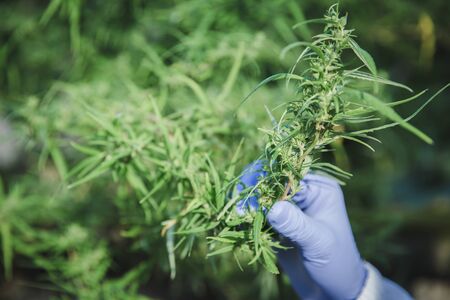 Cannabis plant bud in hand close up. Farmer examination marijuana (Cannabis sativa) flowering cannabis plant and bud, alternative herbal medicine conceptの写真素材