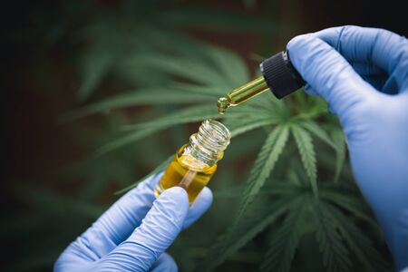 The hands of scientists dropping marijuana oil for experimentation and research, ecological hemp plant herbal pharmaceutical cbd oil from a jar.の写真素材