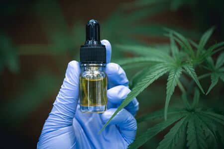 cbd hemp oil, doctor hand hold and offer to patient medical marijuana and oil., legal light drugs prescribe, alternative remedy or medication,medicine conceptの写真素材