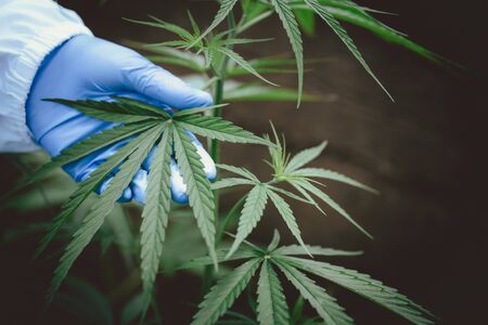 Green leaf of marijuana in a hand, Medical cannabis concept.の写真素材