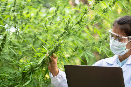 Portrait of scientist with mask checking hemp plants in a greenhouse. Concept of herbal alternative medicine, CBD cannabis oil.の写真素材