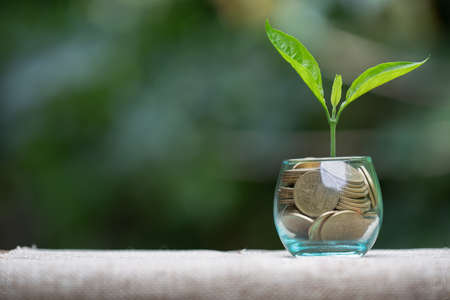 Green tree growing on money coins, ,saving, growth, sustainable development, economic concept,...