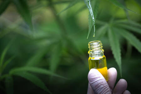 Hemp oil drops details,  herb, medicine, drip, bio-medicine and ecologycbd oil from medical...