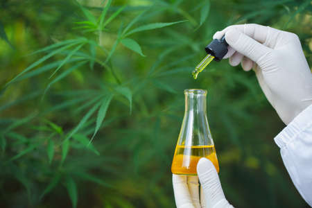 Researcher holding a dropper with hemp oil product. CBD cannabis oil. medical marijuana concept.の写真素材