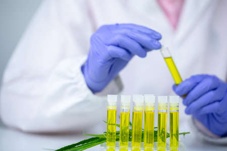 Female scientists researching hemp oil. cannabis oil cbd. Concept of herbal alternative medicine, pharmaceptical industry.の写真素材
