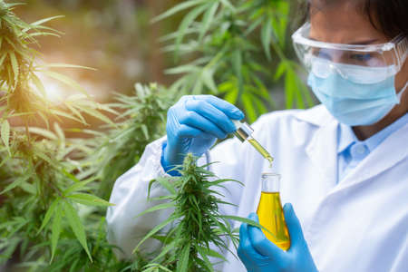 Scientist Analyzing and researching hemp oil extracts,  Concept of herbal alternative medicine, cbd...