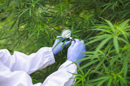 Portrait of scientist  analizing hemp plants in a greenhouse. Concept of herbal alternative...