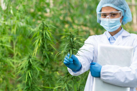 Female scientist in a hemp field checking plants and flowers, alternative herbal medicine concept, Marijuana research, cbd cannabis oil,   pharmaceptical industry.の写真素材