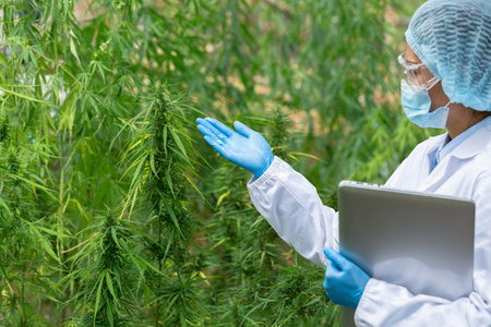 Scientist checking and analizing hemp plants, signing the results with laptop.の写真素材